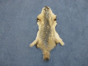 North American Badger Skin: Trading Post Grade 
