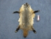 North American Badger Skin with Feet: Assorted - 52-WF-A-AS