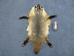 North American Badger Skin with Feet: Assorted - 52-WF-A-AS