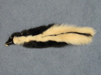 Skunk Skin with No Tail: Craft Grade skunk hides, skunk pelts, skunk furs