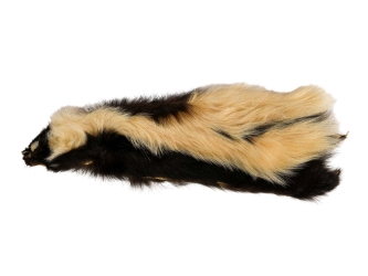 Skunk Skin with No Tail: Craft Grade skunk hides, skunk pelts, skunk furs
