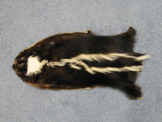 Skunk Skin without Tail: Quick Tanned skunk hides, skunk pelts, skunk furs