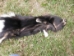 Skunk Skin with Feet - 54-WF (Y1K)