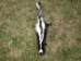Skunk Skin with Feet - 54-WF (Y1K)