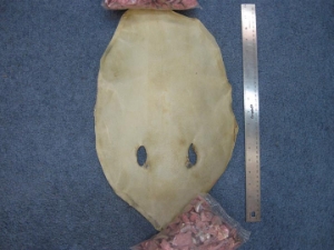 Ivory Bleached Stingray Rawhide: Gallery Item 