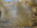 Thick Cow Rawhide: Side: Natural - 55-20-SIDE10-AS