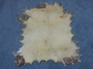 Deer Rawhide: #2: Natural 
