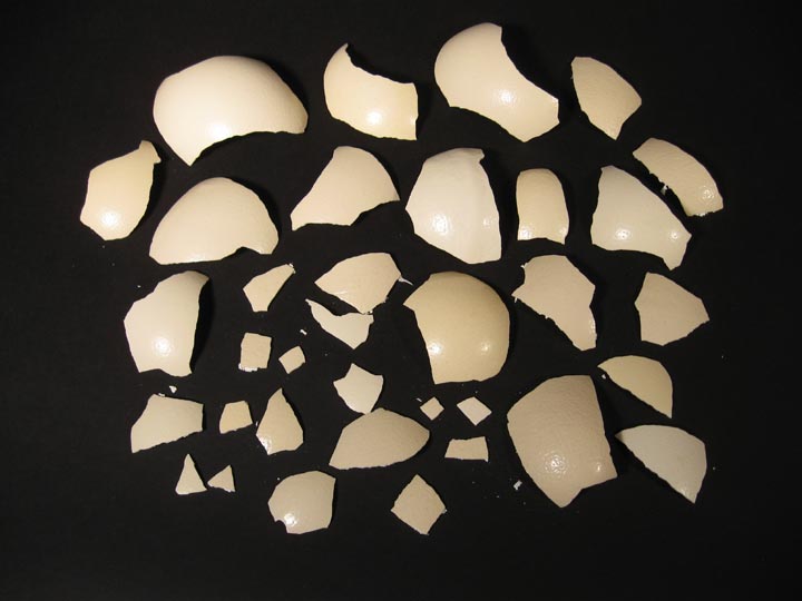 Ostrich Egg Shell Pieces (lb) 
