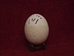 Carved White Ostrich Egg: Leopard - 559-CAR-13 (O17)