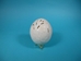 Carved White Ostrich Egg: Ostrich - 559-CAR-7 (O17)