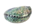 Polished Paua Shell: 4-5" - 565-SH-P-AS (Y2KC07)