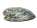 Polished Paua Shell: 4-5" - 565-SH-P-AS (Y2KC07)