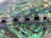 Polished Paua Shell: 4-5" - 565-SH-P-AS (Y2KC07)