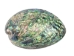 Polished Paua Shell: 4-5" - 565-SH-P-AS (Y2KC07)