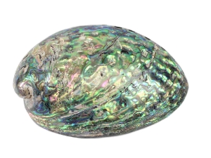 Polished Paua Shell: 4-5" 
