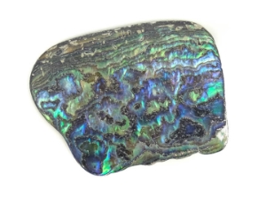Paua Shell Pieces: Satin: Large (lb) 