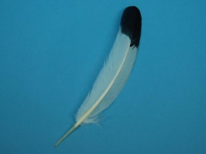 Imitation Eagle Feather: 4-7" 