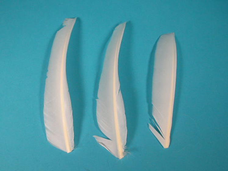 Cut White Turkey Pointer Feather 