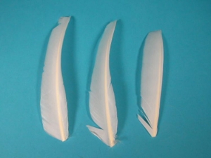 Cut White Turkey Pointer Feather 