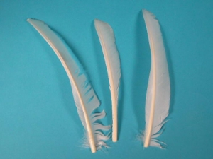 Complete White Turkey Pointer Feather 