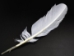 White Turkey Plumage Feather - 571-03 (Y1LC01)