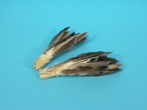 Duck Pointer 