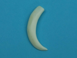 Boar Tusk: 1" - 2" 