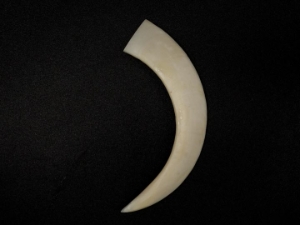 Boar Tusk: 5" - 6" 