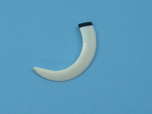 Capped Boar Tusk: 5" - 6" 