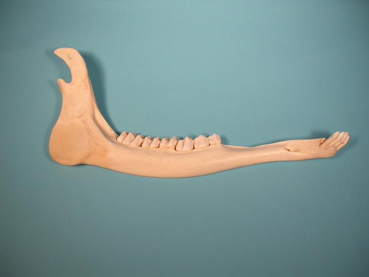 Moose Jaw Bone 