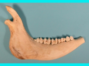 Water Buffalo Jaw Bone 