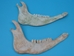 Cow Jaw Bone - 584-50