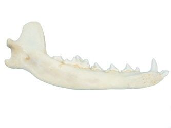 Coyote Jaw Bone 