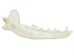 Coyote Jaw Bone - 584-70 (Y2K)