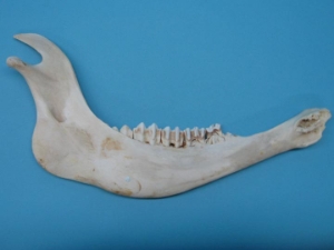 Buffalo Jaw Bone: Premium 