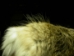 Hare Plate - 585-PL (Y3L)