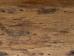 20" Rain Stick - 586-M (Y2J)