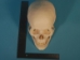 Replica Human Skull: Standard - 594-10-A20 (Y2P)