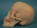 Replica Human Skull: Standard - 594-10-A20 (Y2P)