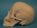 Replica Human Skull: Standard - 594-10-A20 (Y2P)