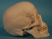 Replica Human Skull: Standard - 594-10-A20 (Y2P)