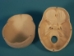 Replica Human Skull: Standard - 594-10-A20 (Y2P)