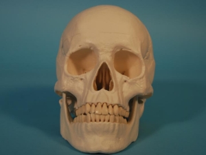 Replica Human Skull: Standard 
