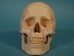 Replica Human Skull: Standard - 594-10-A20 (Y2P)