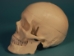Replica Human Skull: Budget - 594-10-A20B (Y2PRB)