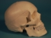 Replica Human Skull: Budget - 594-10-A20B (Y2PRB)