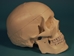 Replica Human Skull: Budget - 594-10-A20B (Y2P)