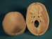 Replica Human Skull: Budget - 594-10-A20B (Y2PRB)