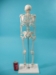Replica Mini Human Skeleton - 594-10-A7 (Y1LRS)