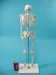 Replica Mini Human Skeleton - 594-10-A7 (L31)